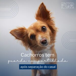 guardar compartilhada cachorros